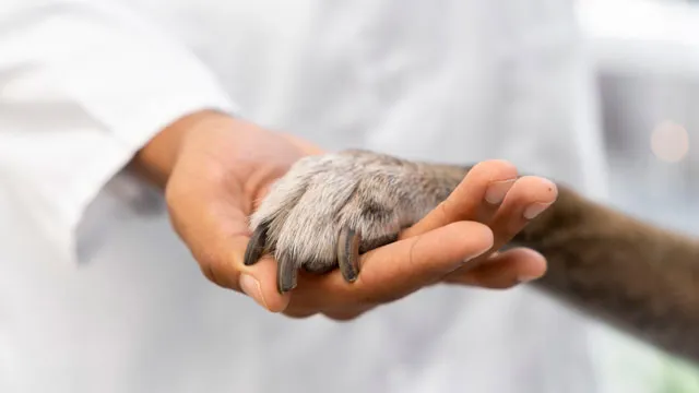 77-braka-miladinovci